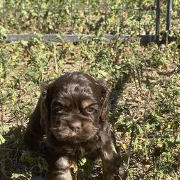 Cocker Spaniel Puppies from Orchard Spaniels