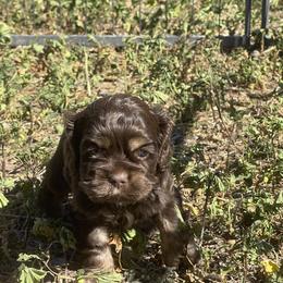 Cocker Spaniel Puppies from Orchard Spaniels