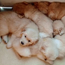 Golden Retriever Puppies from Davis Pond Goldens