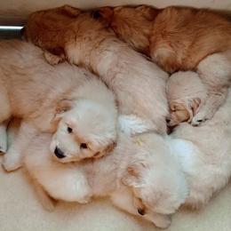 Golden Retriever Puppies from Davis Pond Goldens