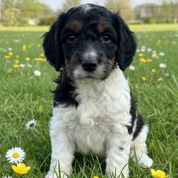 Marge - Parti female Poodle puppy in Washington, Pennsylvania from Patriotic Poodles