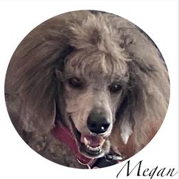 Poodle All Grown Up from New Beginnings Standard Poodles