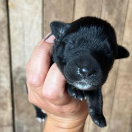 Hickory nut - Black & white male Australian Shepherd puppy in Whitwell, Tennessee from Owl Hollow Farm