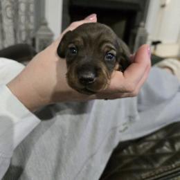Girl 5 - Chocolate and tan female Dachshund puppy in Mobile, Alabama from Lady and the Tramp Dachshunds