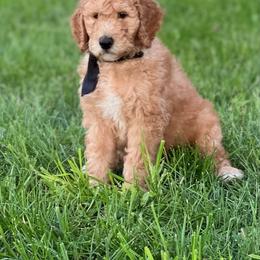 Goldendoodle and Poodle Puppies from Funny Farm Poodles & Doodles