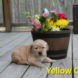 Yellow collar - Golden female Golden Retriever puppy in Cartersville, Georgia from Lakeside Golden Retrievers