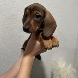 Stella - Sable female Dachshund puppy in Modesto, California from Raws Doxies