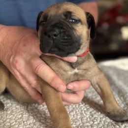 Red collar female - Fawn female Boerboel puppy in Bon Aqua, Tennessee from Erickson Ranch Boerboels