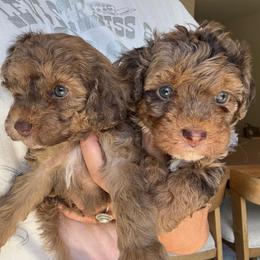 Bunny - Cafe au lait female Poodle puppy in Yuciapa, California from AlltheDoodlez_