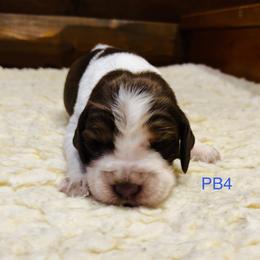 PB4 - Red and white male English Springer Spaniel puppy in Britton, South Dakota from K&S Canines
