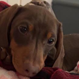 Dachshunds and Poodles from Stocktons Doxies & Poodles