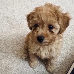 Poodle Puppies from ItalianToyPoodles