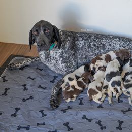 German Shorthaired Pointer and Vizsla Puppies from Nosam Kennels