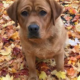 Labrador Retrievers from Elaine's Labrador Retrievers