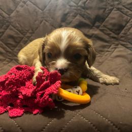 Larry - Blenheim male Cavalier King Charles Spaniel puppy in Tahlequah, Oklahoma from Love Some Dogs Dachshunds & Cavalier King Charles Spaniels,Cavapoos