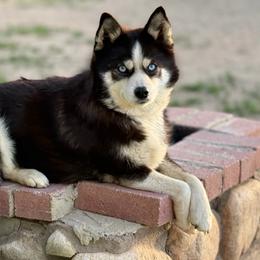 Pomsky puppies from Legendary Pomskies