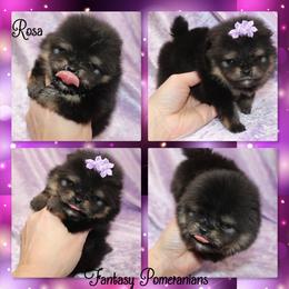 Rosa - Black and tan female Pomeranian puppy in Anna, Texas from Fantasy Pomeranians & Fantasy Aussies