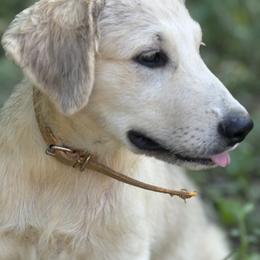 Girl 2 - 43262f - White and badger female Great Pyrenees puppy in Midway, Tennessee from Heavenly Hills Great Pyrenees