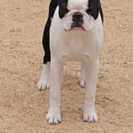 Boston Terrier Puppies from Big Sky Bostons