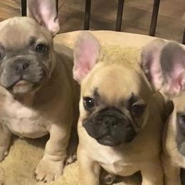 French Bulldogs from Frenchie Eruption