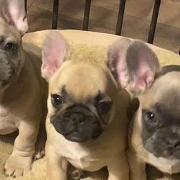 French Bulldogs from Frenchie Eruption