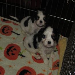 Cavalier King Charles Spaniel puppies from Lori's Cavalier King Charles Spaniels & Dachshunds
