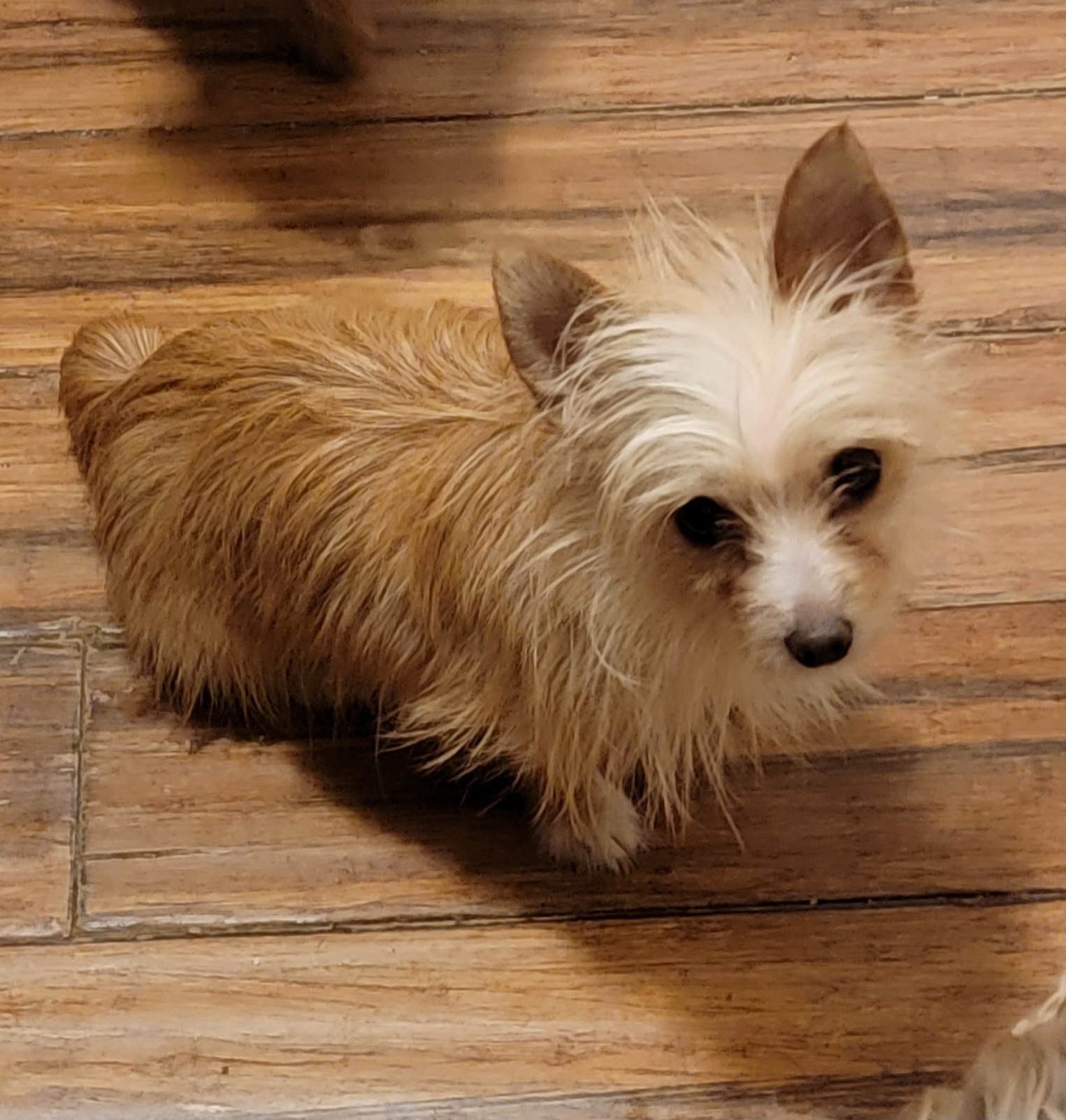 Peanut - Yorkshire Terrier