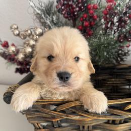 Girl 4 - female Golden Retriever puppy in Moapa, Nevada from Little Bitta Luck Farms