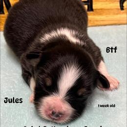 Jules - Black tri-color female Australian Shepherd puppy in Magee, Mississippi from Paint ByNumbers Ranch