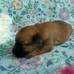 Kiara - Sable female Working Dog Cross puppy in Sheridan, Arkansas from Dark Sky Kennels