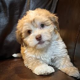 Havanese Puppies from 3 Bs Havanese