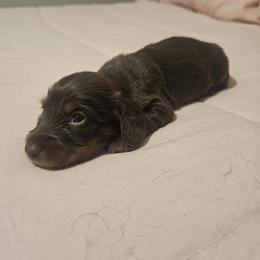 Australian Shepherd and Dachshund Puppies from Paisley’s Prissy Pups