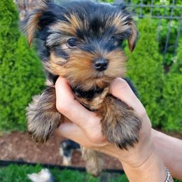 Yorkshire Terrier Puppies from Yorkie Puppies Redwood Ranch Chicago