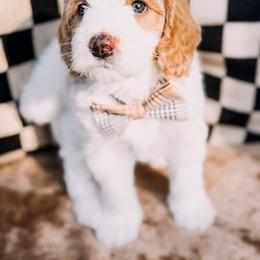 Frosty - Parti male Goldendoodle puppy in Lakeland, Florida from Rolling Oak Doodles