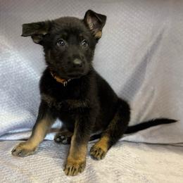 Torr - Brown Collar - Black and tan male German Shepherd puppy in Greenwood, Arkansas from West Haus Shepherds