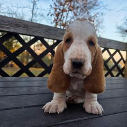 Truvy 2700.00 - Red and white female Basset Hound puppy in Denison, Texas from Emma Lou's Baby Bassets