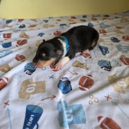 Blue - Black white and tan male Collie puppy in Wykoff, Minnesota from Country Collies