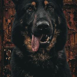Lee - German Shepherd