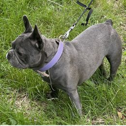 Bella - French Bulldog