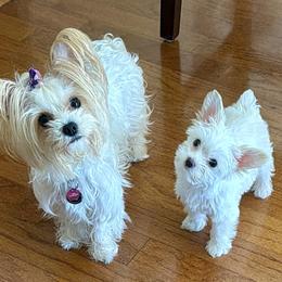 Elsa - Yorkshire Terrier