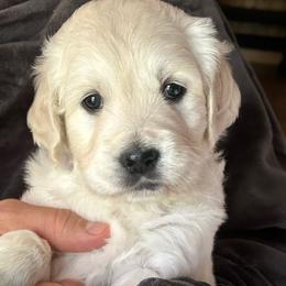 Shiloh - Light golden female Golden Retriever puppy in Hastings, Michigan from Teresa Stevens