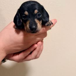 Pink - Black and cream female Dachshund puppy in Oakdale, California from Mini dachshunds