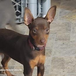 Little Muffin - Miniature Pinscher