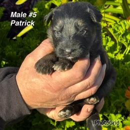 Patrick - Black and red male German Shepherd puppy in Hesperia, California from Von Geesa