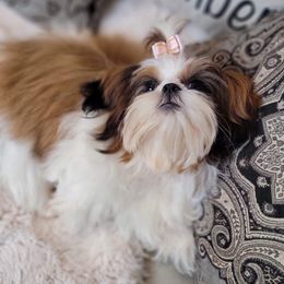Amora - Shih Tzu