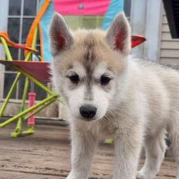 Paramore - Gray and white female Siberian Husky puppy in Le Sueur, Minnesota from Tevana Siberians LLC