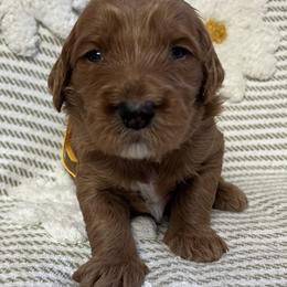 Ridge - Red  male Goldendoodle puppy in Placerville, California from New Dawn Poodles and Doodles