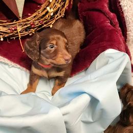 Choc and tan girl 2 - Dapple female Dachshund puppy in West Plains, Missouri from Spring Creek Dachshunds