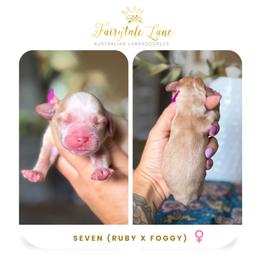 Seven - Caramel red female Australian Labradoodle puppy in Clarksville, Tennessee from Fairytale Lane Australian Labradoodles