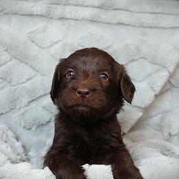 Anelli - Chocolate female Labradoodle puppy in Lanexa, Virginia from Lees Reach Farm